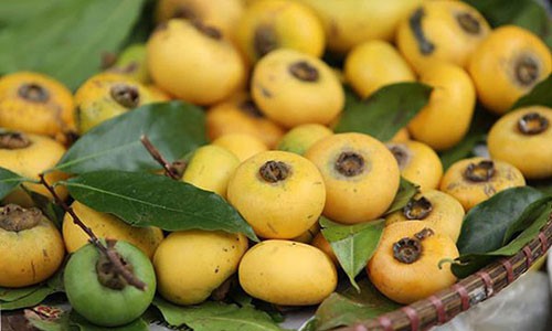 Thị - loại quả khá phổ biến ở vùng quê Việt nhưng lại là hàng hiếm ở Hà thành.