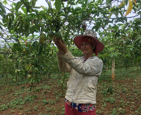 Nhờ trồng chanh leo, đời sống của gia đình chị Diên đã khấm khá hơn.