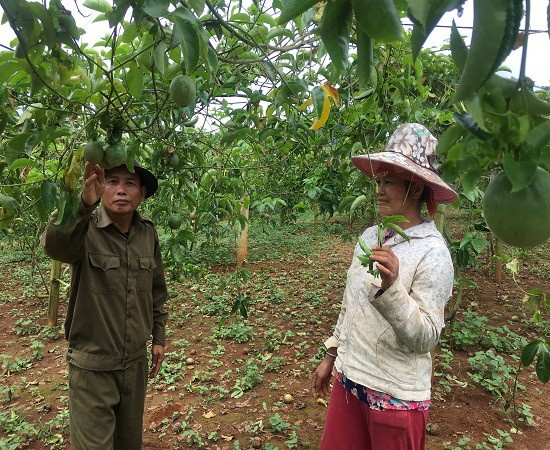 Cán bộ khuyến nông xã Chiềng Mung, huyện Mai Sơn đang trao đổi kỹ thuật chăm sóc chanh leo với chị Diên.