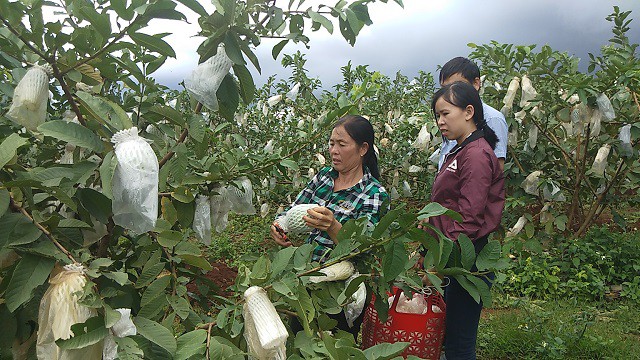 Khá nhiều khách hàng rất thích hương vị của loại ổi siêu quả này.