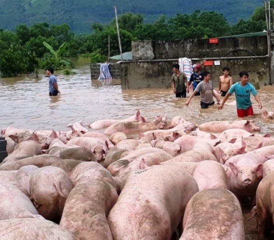 Hàng trăm người tham gia cứu đàn lợn khỏi dòng nước lũ