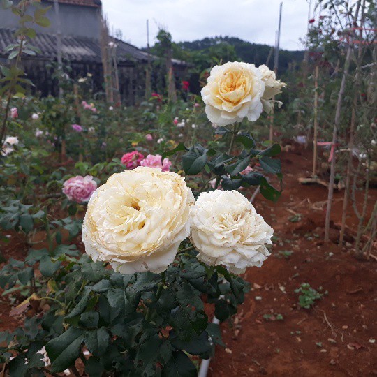 Trong vườn nhà chị Nguyệt có hơn 400 giống hồng ngoại và hồng nội, trong đó phần lớn là hồng ngoại