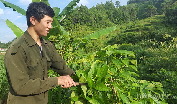 Cây chè khổng lồ được Lịch trồng khắp trong vườn để phục vụ lợn tại trang trại.