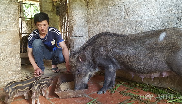 Lý Văn Lịch chăm sóc đàn lợn của gia đình.