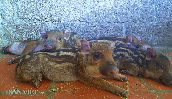 Sau khi ăn no những chú lợn rừng con nằm sõng soài trên nền chuồng.