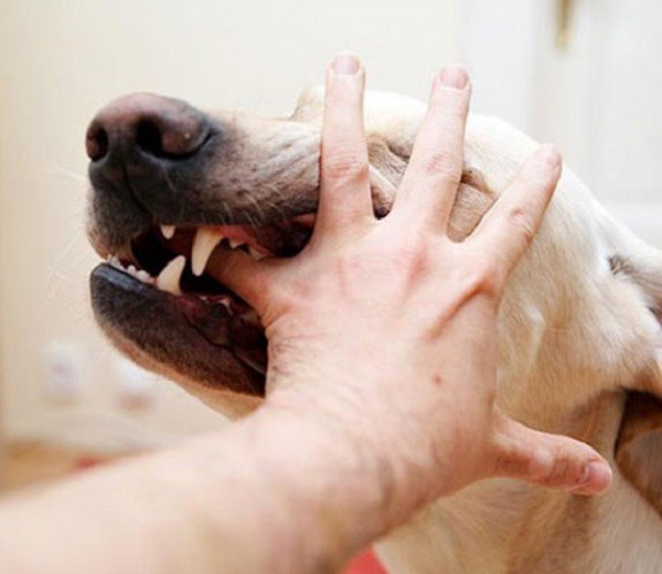 
Sau khi bị chó cắn nên tiêm phòng đừng tin vào các bài thuốc truyền miệng để tránh rước họa bản thân. Ảnh TL
