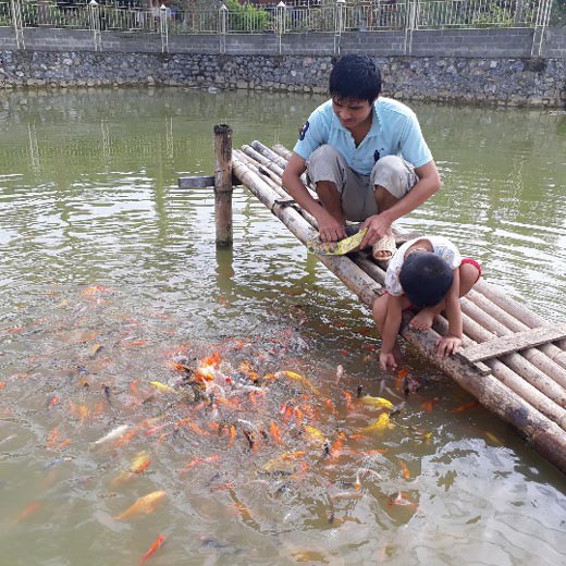 Chỉ cần thấy tiếng vỗ tay hoặc tiếng chân người là đàn cá cảnh dưới ao lại nhao nhao lên mặt nước