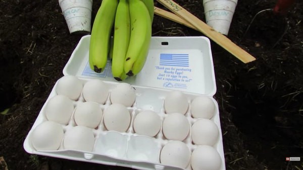 Trứng và chuối, những nguyên liệu không chỉ bổ dưỡng cho người mà còn tốt cho cây cối.