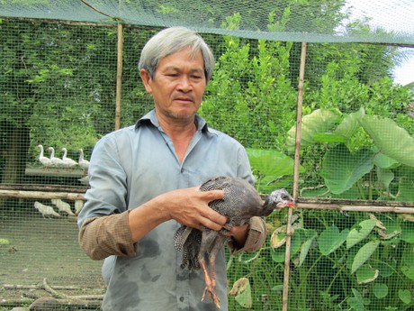 Ông Lữ Văn Thảnh cho rằng, nuôi loài gà sao nhẹ công chăm sóc, nhanh được bán và ít bị dịch bệnh.