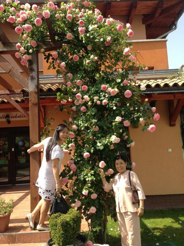 Vườn hoa của chị được nhiều Việt kiều yêu thích. Nhiều người còn tìm tới xin kinh nghiệm, chụp ảnh.