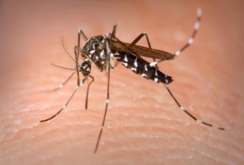 Tránh bị muỗi đốt để phòng chống bệnh sốt rét.