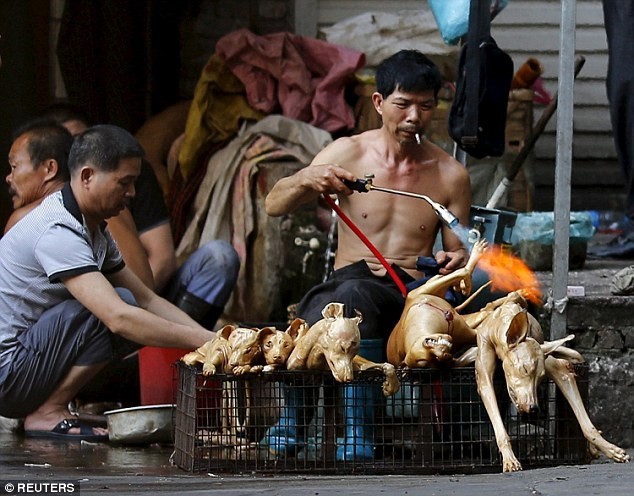 
Nguồn cung cho thị trường thịt chó chủ yếu từ việc buôn bán chó nuôi và chó bị bắt trộm, đánh bả. Ảnh: Reuters
