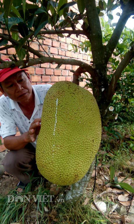 Mít Thanh Sơn nếu để số lượng trái ít thì trái mít to hết cỡ khổng lồ, có trái đạt 43 ký.