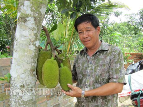Ông Nguyễn Thanh Sơn bên cây mít đầu dòng mà ông gọi là cây mít nái.