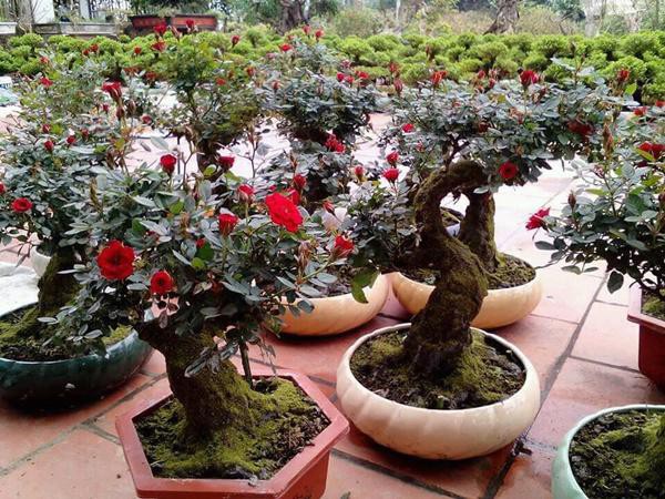 Loại hoa hồng bonsai giả cổ do anh Tuấn tạo ra nhận được sự yêu thích của nhiều khách hàng.