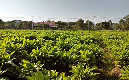Khoai lùn hay còn gọi là cây củ lùn dễ trồng cho thu nhập cao đang được trồng nhiều ở xã Phương Bình, huyện Phụng Hiệp, tỉnh Hậu Giang.