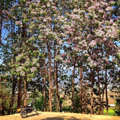 Marco kể lại rằng, khoảng tháng 5/2016, anh đi dạo bằng xe máy tới một ngôi làng nhỏ. Đợt đó đúng mùa hoa bạch đàn, cả ngôi nhà chìm đắm trong sắc hồng dịu dàng.
