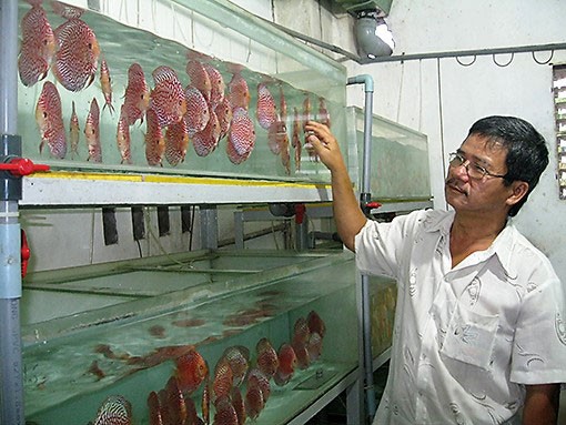 Ông Võ Tuấn Kiệt bên những bể thả cá dĩa của cơ sở Tuấn Tú nhằm giới thiệu và chờ xuất bán cho khách hàng.