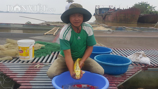 Nhờ nuôi cá Koi trên sông Hồng mà gia đình anh Phan Văn Sơn có thu nhập hàng tỷ đồng/năm.