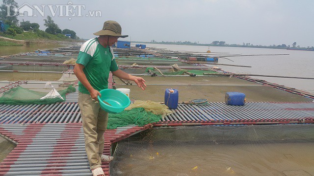 Cận cảnh quy mô trang trại cá Koi cua anh Phan Văn Sơn trên sông Hồng đoạn chảy qua địa phận xã Mỹ Tân, huyện Mỹ Lộc.