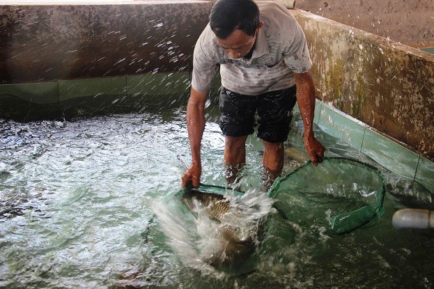 Bắt đầu nuôi cá chình từ năm 2000 và đến 7 năm liên tiếp ông Tú vẫn lâm vào cảnh thua lỗ liên miên, nợ nần chồng chất. Có năm thua lỗ do thiên tai, đỉnh điểm thiệt hại lên đến con số 1,6 tỷ đồng.