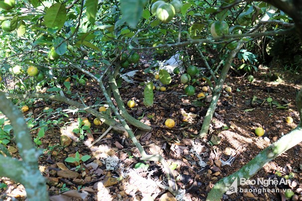 Chanh rụng đầy gốc tại vườn nhà chị Nguyễn Thị Thiện ở xóm 10 xã Nam Lộc. Ảnh: Huy Thư