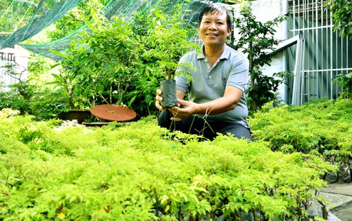 Vườn đinh lăng hàng nghìn cây của anh Tuân đang đem lại thu nhập ổn định. Ảnh: Ly Linh.