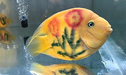 Cá két được xăm hình bông hoa, trưng bày tại Ngày hội cá cảnh TP HCM - Ảnh: Hoàng Anh.