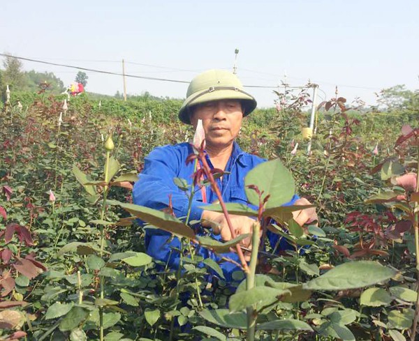 Ông Mã Xuân Hùng đang chăm sóc hoa hồng.