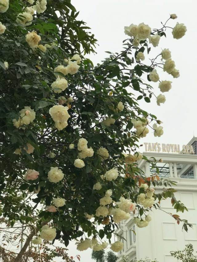Khu vườn của gia đình chị rực rỡ với đủ loại hoa hồng đua sắc.