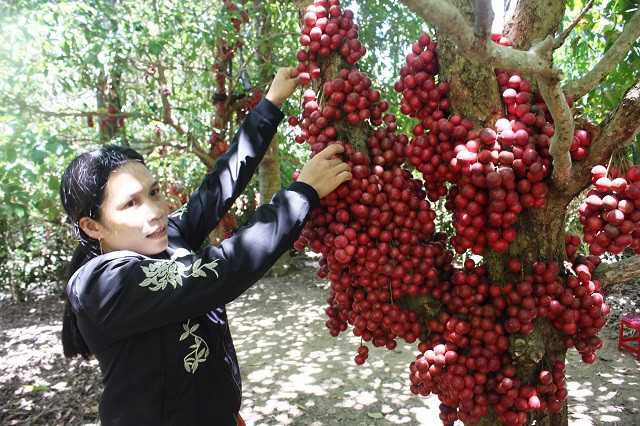 Hiện tại, chị Nguyệt đang bán dâu da với giá 20.000 đồng/kg