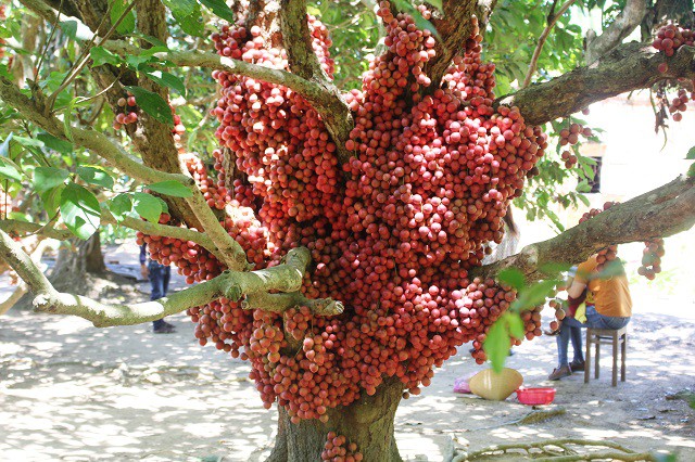 Chia sẻ với ph&oacute;ng vi&ecirc;n, chị Nguyện cho hay, c&acirc;y thường ra hoa v&agrave;o th&aacute;ng Gi&ecirc;ng v&agrave; bắt đầu cho thu hoạch v&agrave;o th&aacute;ng 7 đến th&aacute;ng 9 &Acirc;m lịch.