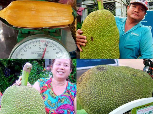 D&acirc;̃n ph&oacute;ng vi&ecirc;n  đi dạo quanh khu vườn đỏ rực d&acirc;u da chín, chị Nguy&ecirc;̣t chia sẻ: &ldquo;Thực ra, những c&acirc;y d&acirc;u da này kh&ocirc;ng phải t&ocirc;i tr&ocirc;̀ng mà c&oacute; từ thời &ocirc;ng bà. Tính đ&ecirc;́n nay, tu&ocirc;̉i thọ của nó chắc cũng được 40-50 năm. Đ&acirc;y là loại c&acirc;y có ngu&ocirc;̀n g&ocirc;́c từ rừng n&ecirc;n kh&ocirc;ng đòi hỏi quá nhi&ecirc;̀u kỹ thuật chăm s&oacute;c, r&acirc;́t d&ecirc;̃ s&ocirc;́ng. Sau khi thu hoạch trái xong, chỉ c&acirc;̀n bón cho c&acirc;y m&ocirc;̣t ít ph&acirc;n và tưới nước đ&ecirc;̀u đặn đ&ecirc;̉ c&acirc;y phục h&ocirc;̀i&rdquo;.