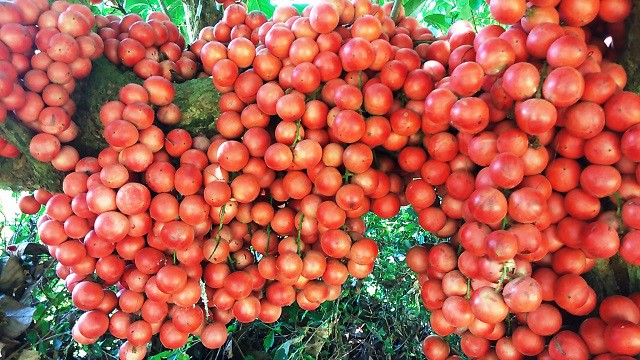 Những ch&ugrave;m d&acirc;u da ch&iacute;n mọng nhu&ocirc;̣m đỏ vùng đ&acirc;́t cằn.