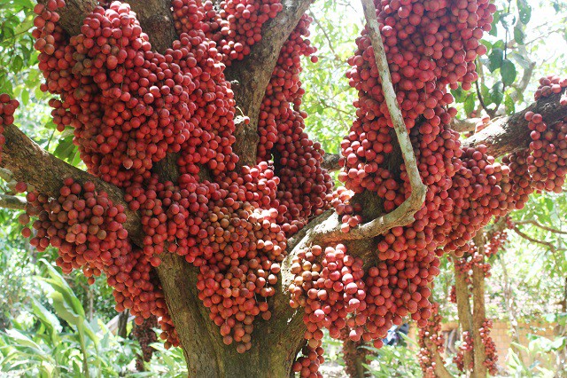 hàng chục góc quả mọc tù than do ruc tai gia lai 