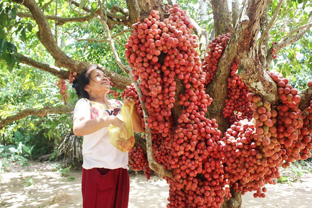 Để đảm bảo vị ngọt, tươi, người d&acirc;n thường chờ đến l&uacute;c d&acirc;u rừng ch&iacute;n hẳn mới thu hoạch, chị Nguyệt th&ocirc;ng tin.