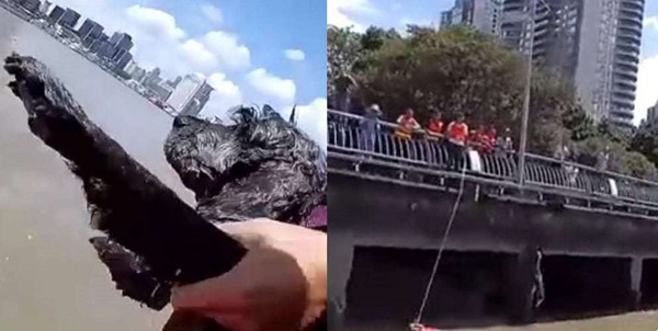 Con ch&oacute; v&agrave; người phụ nữ được cứu l&ecirc;n bờ an to&agrave;n. Ảnh: Shanghaiist.