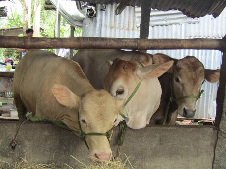 Những con bò Tây giống mới đưa từ Bến Tre về ấp An Khương, xã An Thạnh Trung, huyện Chợ Mới, tỉnh An Giang.