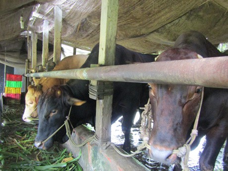 Đàn bò Tây đang được nuôi vỗ béo tại gia đình anh Nguyễn Thanh Hồng, ấp An Khương. (An Giang).