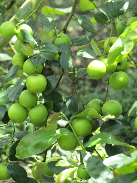 la ma hay: “nhot” tao hong trong nha luoi, trai dep, gia tang gap 3 hinh anh 3