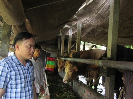Anh Nguyễn Thanh Hồng giới thiệu về giống bò Tây mà gia đình mình đang nuôi vỗ béo.