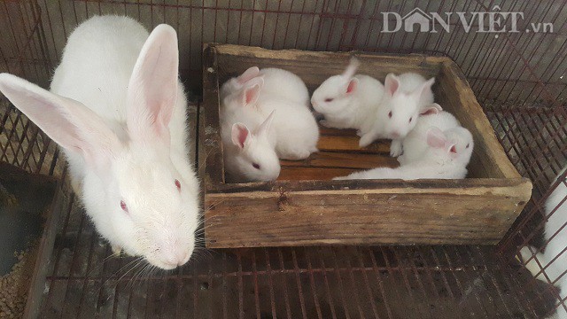 Trung bình một con thỏ mẹ một năm đẻ được từ 8-10 lứa, mỗi lứa khoảng 6-8 con và thỏ con.