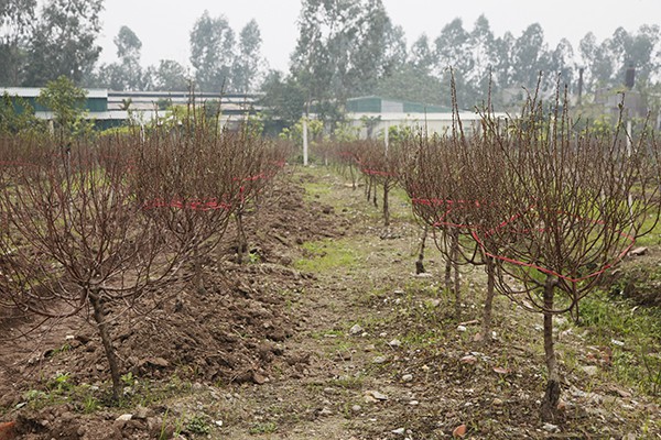 Mô hình trồng đào được triển khai từ vụ tết năm ngoái và bước đầu thu được thắng lợi.