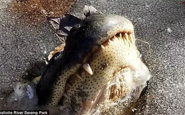 
Theo trang Facebook của một công viên đầm lầy sông Shallotte thuộc bang North Carolina đã đăng tải đoạn video về cách những con cá sấu đối phó với cái lạnh khắc nghiệt ở bờ Đông nước Mỹ. Chúng đã phải lựa các khe hở của đầm băng để ngoi lên hít không khí.
