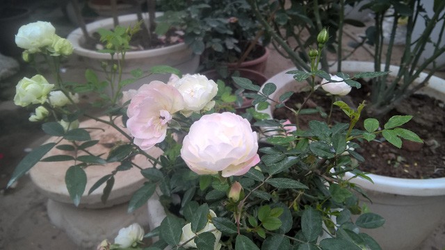 
Hoa hồng ngoại Jeanne Moreau là loại hồng leo, mọc thành bụi và khá dễ sống. Chị Thủy cho biết, tại một số khu vực như Đà Lạt, Sapa của Việt Nam, những khách sạn lớn đã trồng thành công loại hoa tuyệt đẹp này
