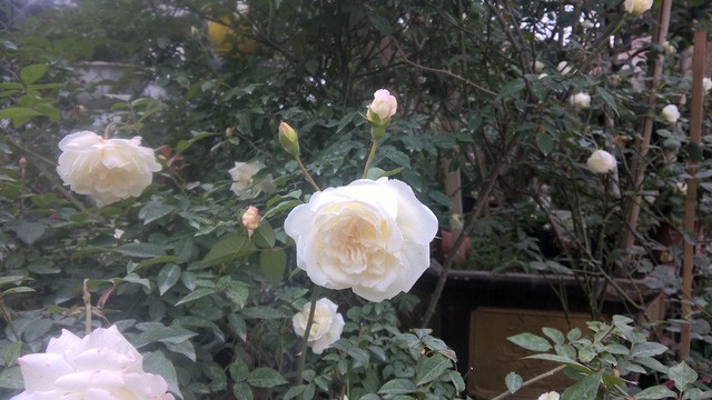 
Hoa hồng ngoại Jeanne Moreau là giống có xuất xứ từ Pháp. Loại hoa này có giá từ 1,5 đến gần 2 triệu đồng/chậu. Hoa nhiều cánh, hương thơm vị chanh tạo cảm giác trang nhã trong gia đình.
