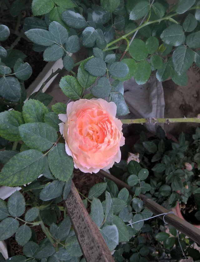 
Hoa hồng ngoại William Morris (xuất xứ từ Anh). Đây là giống hoa hồng được nhập ngoại trước đó hơn 3 tháng và hoa trổ trong điều kiện thời tiết Việt Nam, giá chậu hoa này được bán 2,2 triệu đồng
