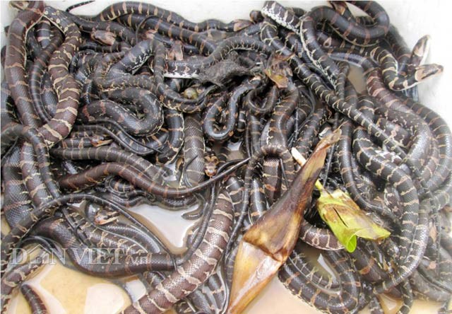 Chính vì yếu tố LẠ MÀ HAY nên mới đây, mô hình nuôi rắn cho ăn cá tạp “ngậm thuốc bổ” của Bùi Hoàng Bằng đã giải Nhất cuộc thi “Sáng tạo khoa học kỹ thuật” thị xã Ngã Bảy, tỉnh Hậu Giang lần thứ 2, năm 2017 diễn ra vào cuối tháng 12/2017.