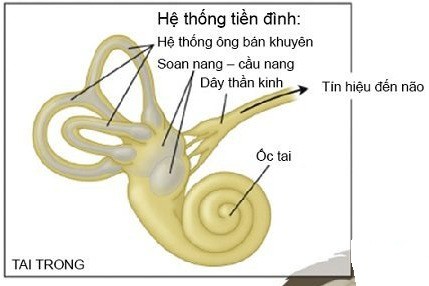 
Một số thuốc tác động đến hệ thống tiền đình ốc tai, đều ảnh hưởng đến bệnh RLTĐ.
