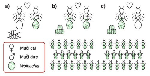 Cơ chế lan truyền vi khuẩn Wolbachia trong quần thể muỗi vằn. Ảnh: Elminatedengue. 